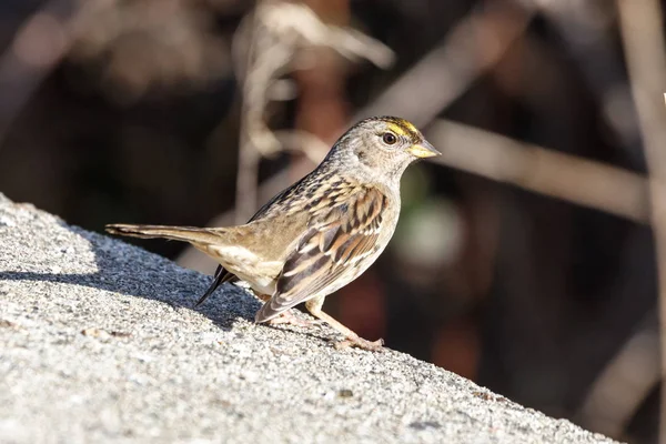 Gouden gekroonde sparrow — Stockfoto