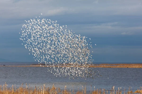 Manada de Dunlin —  Fotos de Stock