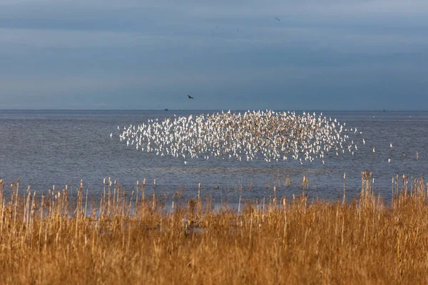 Dunlin sürüsü — Stok fotoğraf