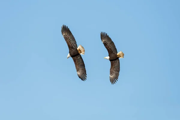 Bald Eagle in Flight — Stock Photo, Image