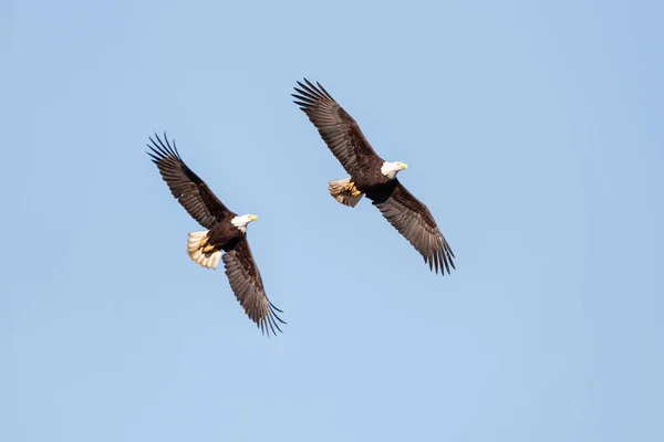 Bald Eagle in Flight — Stock Photo, Image