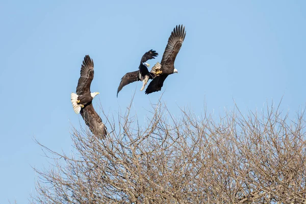 Kale adelaar tijdens de vlucht — Stockfoto