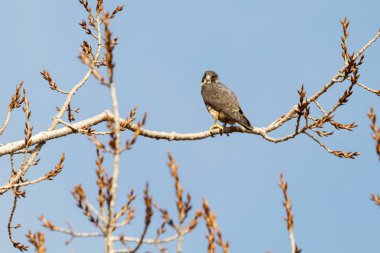 Peregrine Falcon