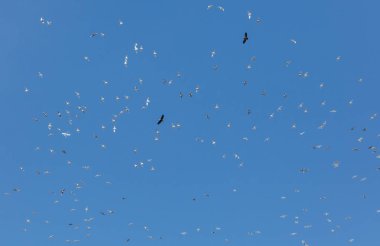 Başının üzerinde uçan martılar 