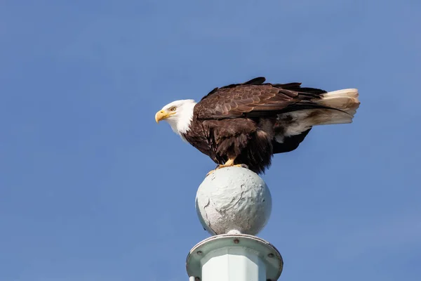 Adult Bald Eagle — Stock Photo, Image