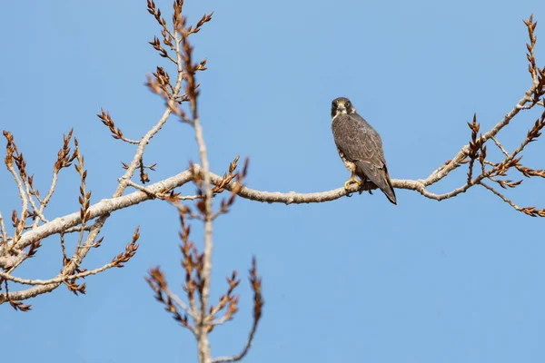 Ein Wanderfalke — Stockfoto