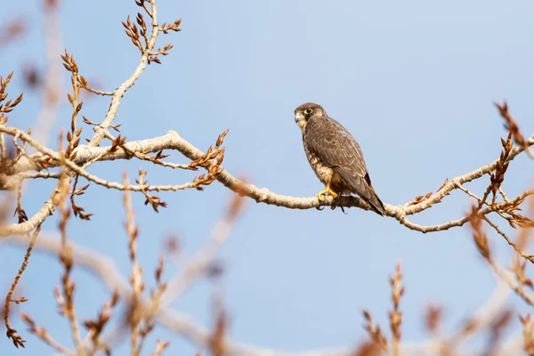 Peregrine Falcon — Stok fotoğraf