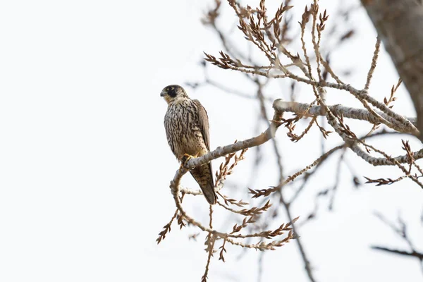 A Peregrine falcon — Stock Photo, Image