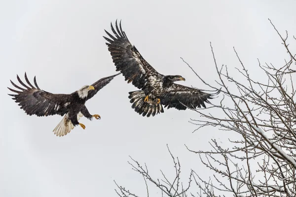 Aquila calva giovanile — Foto Stock