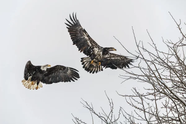 Aquila calva giovanile — Foto Stock