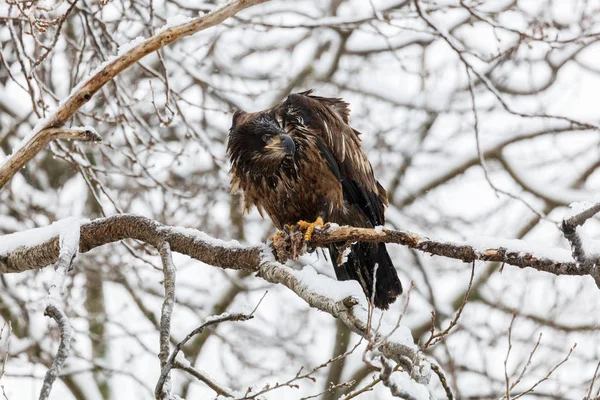 Aquila calva giovanile — Foto Stock