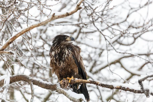 Águila calva juvenil —  Fotos de Stock