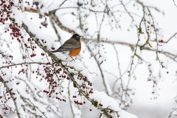 American robin and snow — Stock Photo, Image