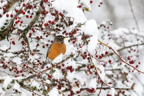 Rouge-gorge américain et neige — Photo