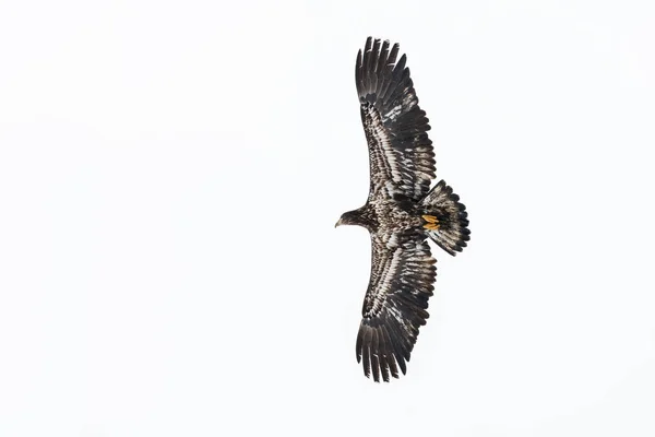Águila calva juvenil — Foto de Stock
