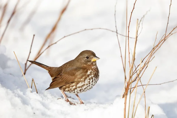 Fox sparrow en sneeuw — Stockfoto