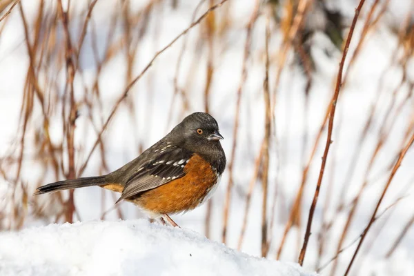 Spotted Pipilo i śniegu — Zdjęcie stockowe