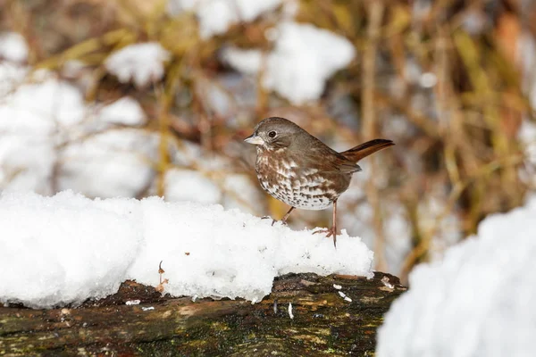 Fox sparrow a sníh — Stock fotografie