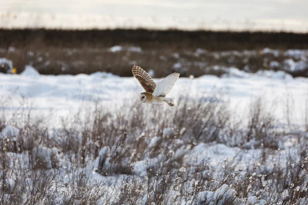 Flygande tornuggla — Stockfoto