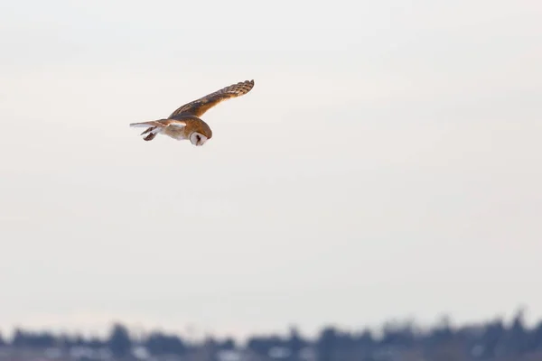 Uçan peçeli baykuş — Stok fotoğraf