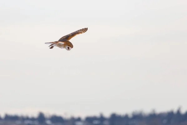 Hibou des clochers volant — Photo