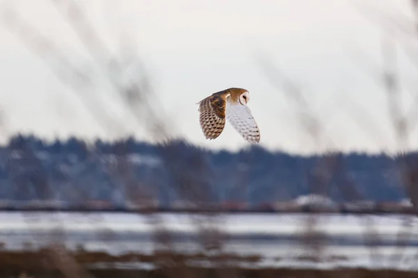 空飛ぶ納屋のフクロウ — ストック写真