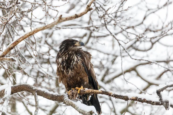 Aquila calva giovanile Foto Stock