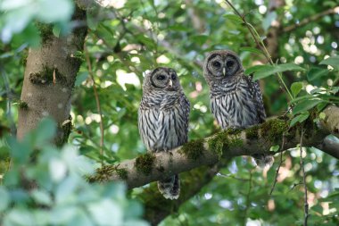 Juvenil çizgili baykuş