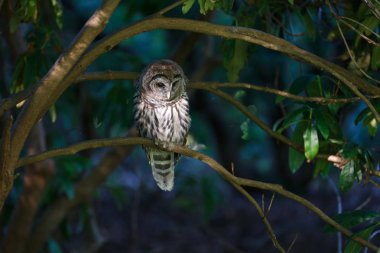 Juvenil çizgili baykuş
