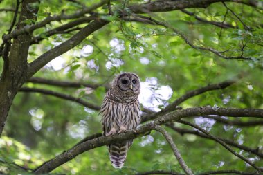 Juvenil çizgili baykuş