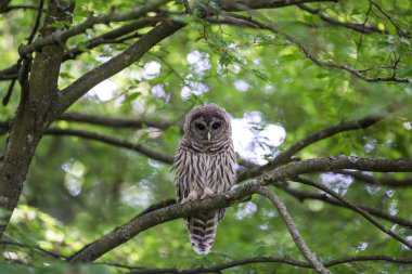 Juvenil çizgili baykuş