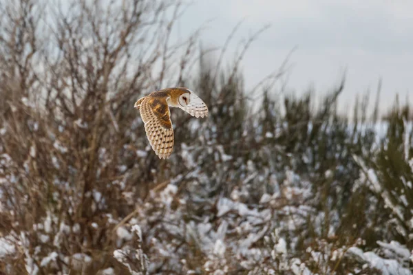 Flygande tornuggla — Stockfoto