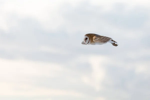 Flying barn owl — Stock Photo, Image