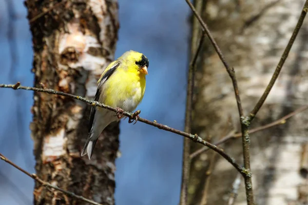 Giallo cardellino americano — Foto Stock