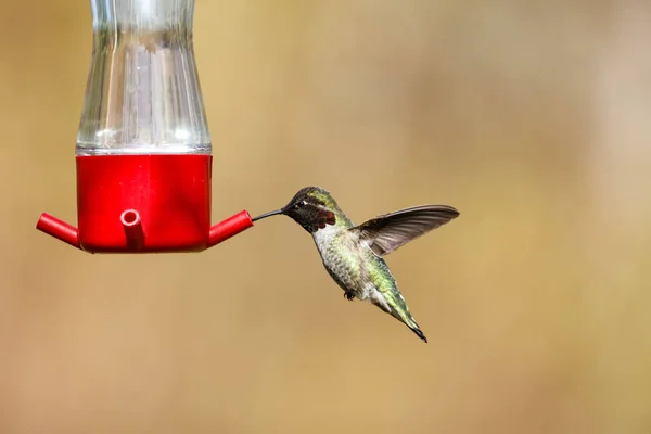 Letící kolibřík — Stock fotografie