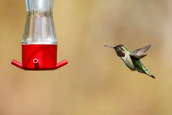 Vliegende Anna's hummingbird — Stockfoto