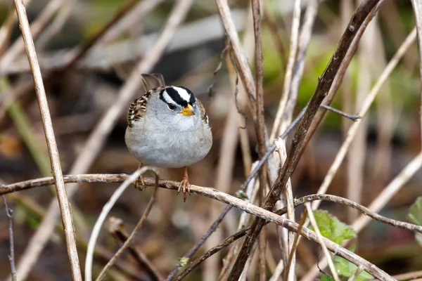 White gekroond Sparrow — Stockfoto