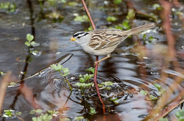 White gekroond Sparrow — Stockfoto