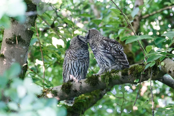 Jonge gestreepte uil — Stockfoto