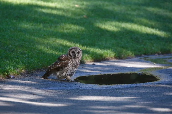 Juvenil utesluten owl — Stockfoto