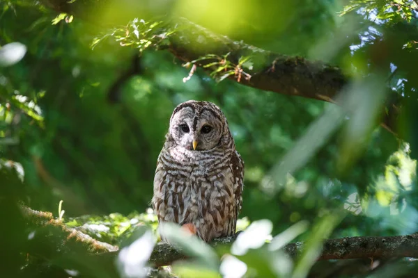 Juvenil utesluten owl — Stockfoto