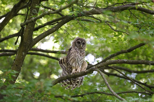 Jonge gestreepte uil — Stockfoto