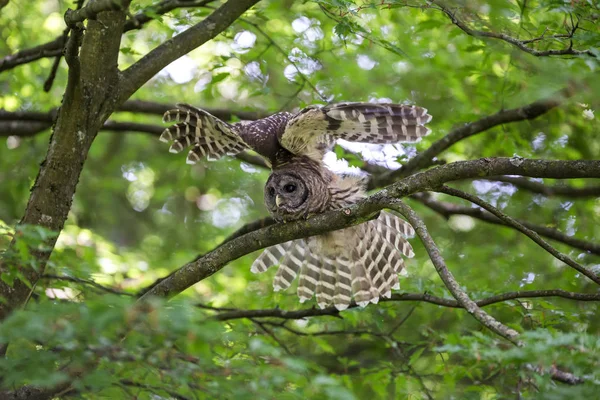 Hibou rayé juvénile — Photo