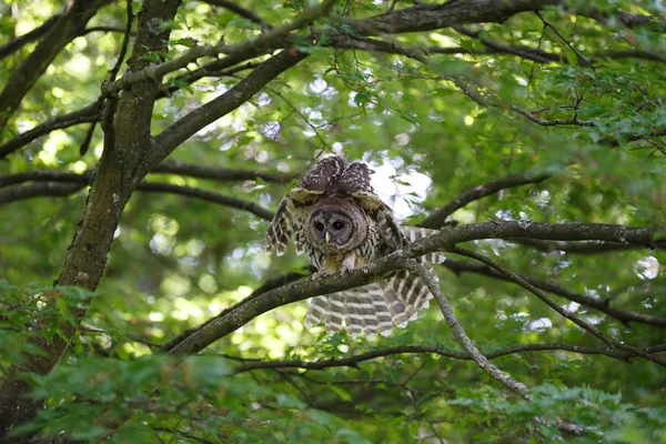 Jungkauz — Stockfoto