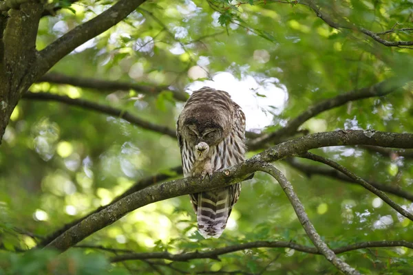 Adult barred owl — Stock Photo, Image