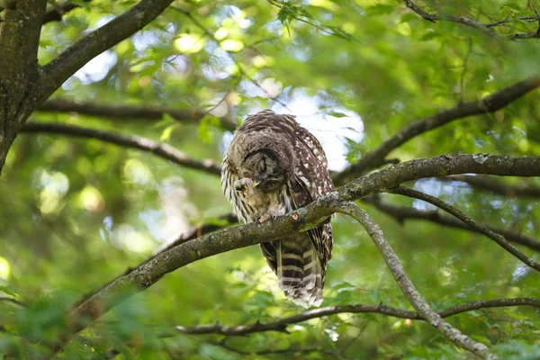 Juvenil utesluten owl — Stockfoto