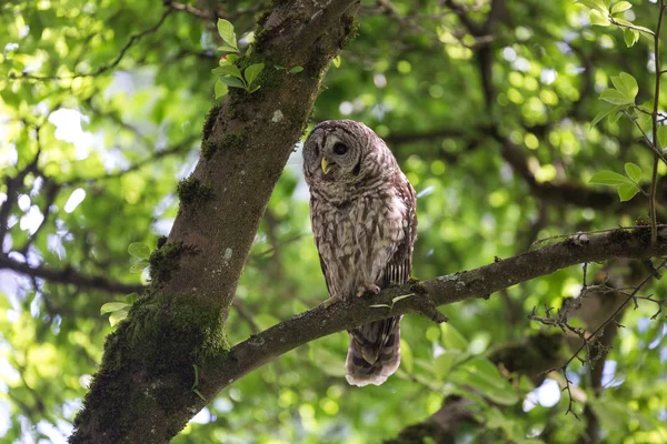 Volwassen gestreepte uil — Stockfoto