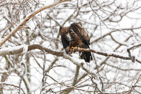 Çocuk kel kartal — Stok fotoğraf