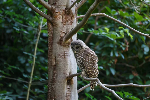 Juvenile barred owl — Stock Photo, Image