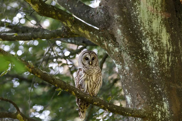 Adult barred owl — Stock Photo, Image